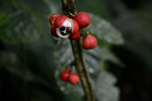 The Powerful Effects of Guarana – A Natural Amazonian Stimulant