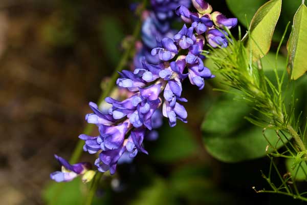 Discover the Amazing Health Benefits of Astragalus Root