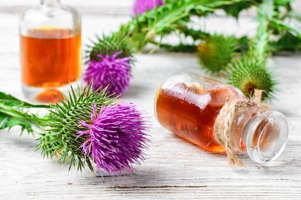 Should You Take Milk Thistle for Fatty Liver Disease?